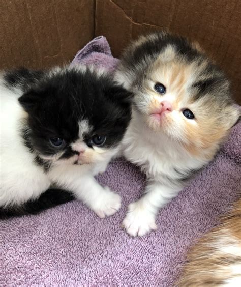 Kittens for sale buffalo ny. Things To Know About Kittens for sale buffalo ny. 
